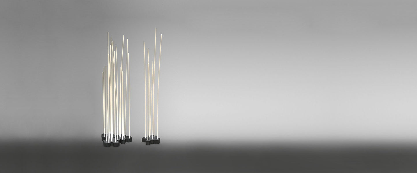 Reeds